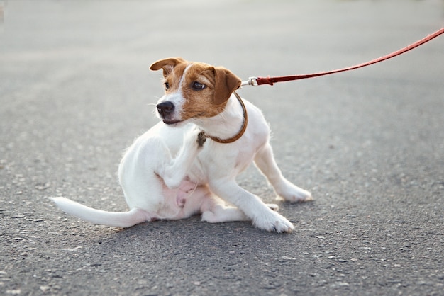 Owner walking jack russell terrier dog outside