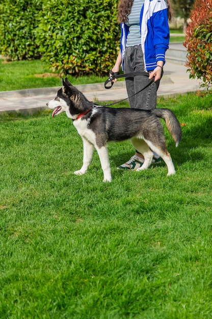 飼い主はハスキー犬と一緒に歩くセレクティブフォーカス