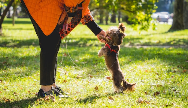 Владелец выгуливает собаку йоркширского терьера в парке