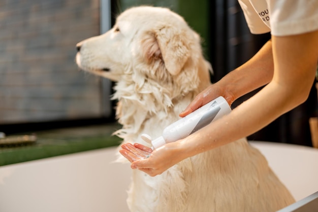 Owner washing dog with shampoo