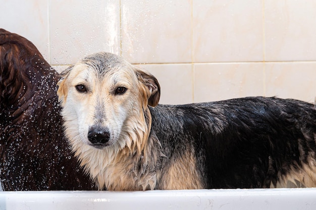 Owner washing Shepherd dog in bathtub