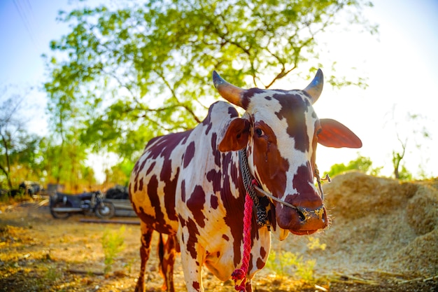 Ox in agriculture field, indian rural life