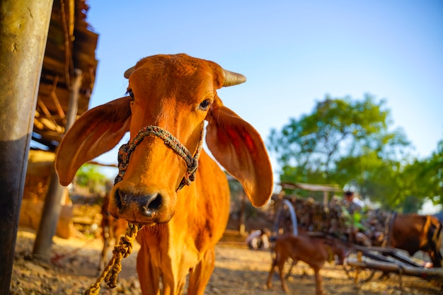 Ox in agriculture field, indian rural life