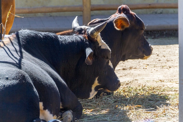 Ox and cow lying in the sun on a farm in Rio de Janeiro Brazil.