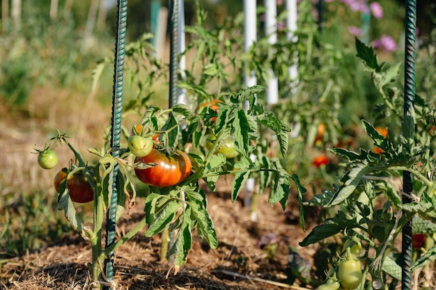 Photo ox heart tomatoes in an ecological garden with mulching and biodegradable link solanum lycopersicum cuor di bue