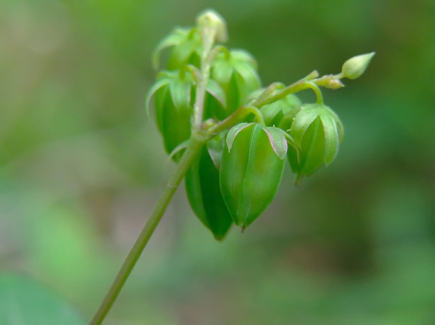 Photo oxalis barrelieri or calincing fruit grows on wild bushes and is small