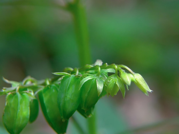 Oxalis Barrelieri 과일 또는 Calincing Tanah 식물