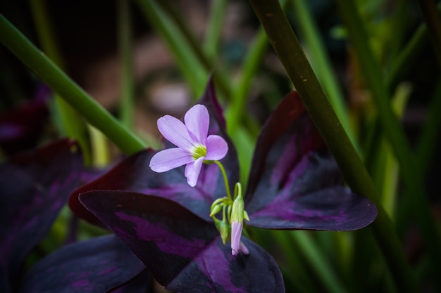 일반적으로 거짓 토끼풀 꽃이라고하는 Oxalis triangularis