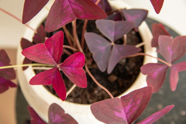 Oxalis Triangularis Mijke plant in a decorative pot