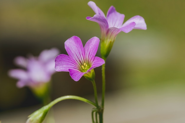 자연의 Oxalis triangularis가 피고 있습니다.