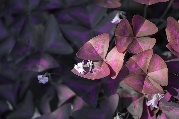 Oxalis triangularis