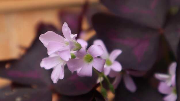 Foto acetosa di legno di oxalis, fiore di oxalis viola, fiori viola di trifoglio di trifoglio, oxalis triangularis.