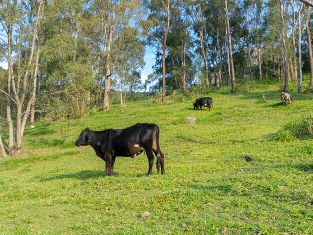 緑のフィールドに自由に住んでいる牛