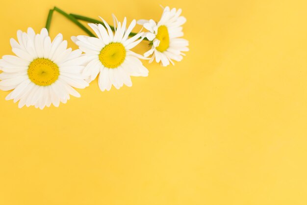 Oxeye daisies with a copy space on an orange  background 