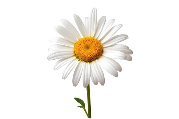 Oxeye daisy bloem tropische tuin natuur op witte achtergrond