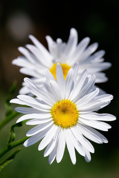 Oxeye daisy dog daisy marguerite luminose teste di fiori bianco e giallo su sfondo scuro leucanthemum vulgare