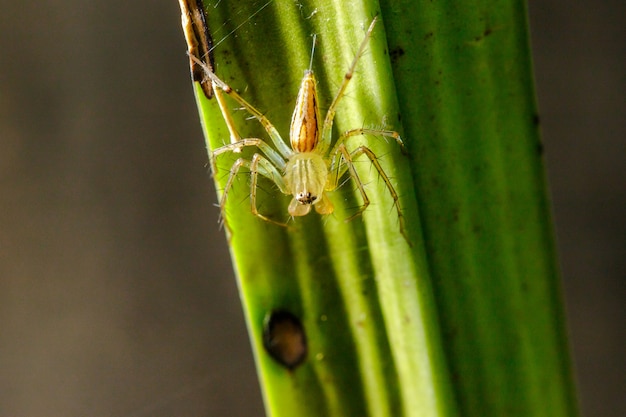 Oxyopes javanus Throll op de bladeren kan springen om prooien te vangen.