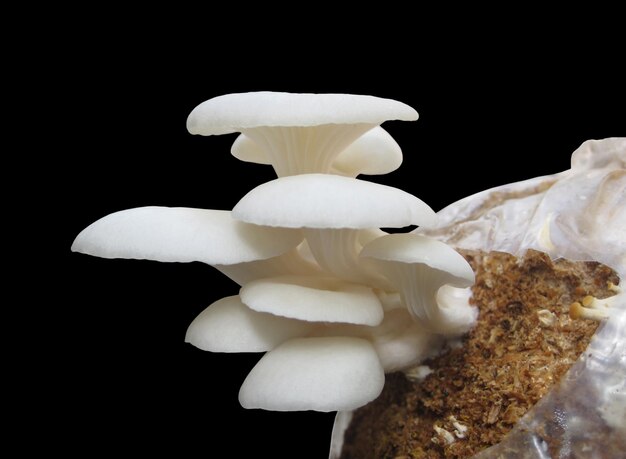 Oyster mushroom from seeds