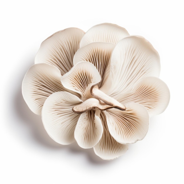 Oyster mushroom isolated on white background Top view