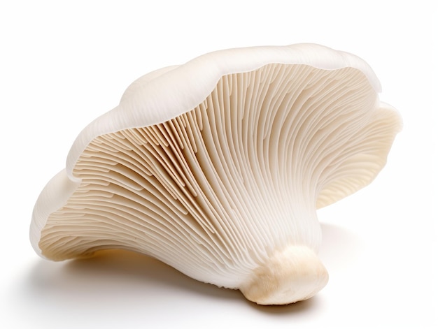 Oyster mushroom isolated on a white background