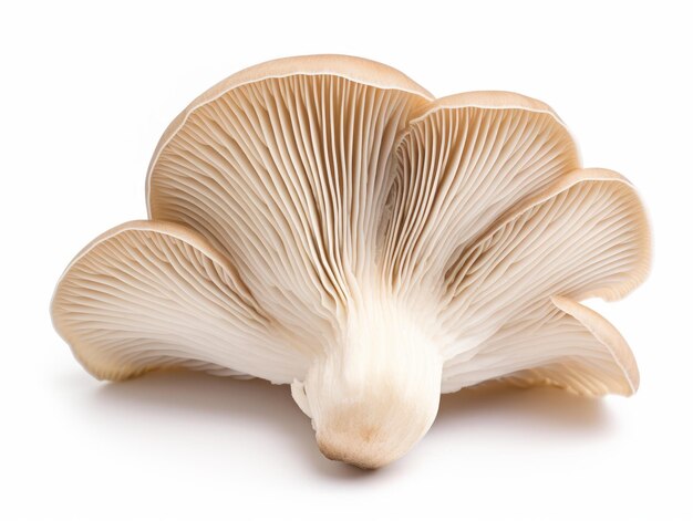 Oyster mushroom isolated on a white background