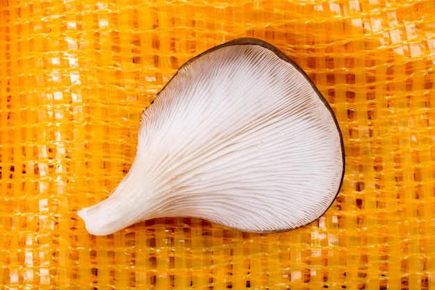 Oyster mushroom or pleurotus ostreatus mushroom