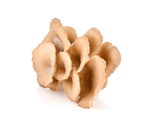 Oyster mushroom on white background