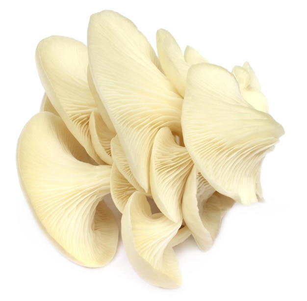 Oyster mushroom over white background