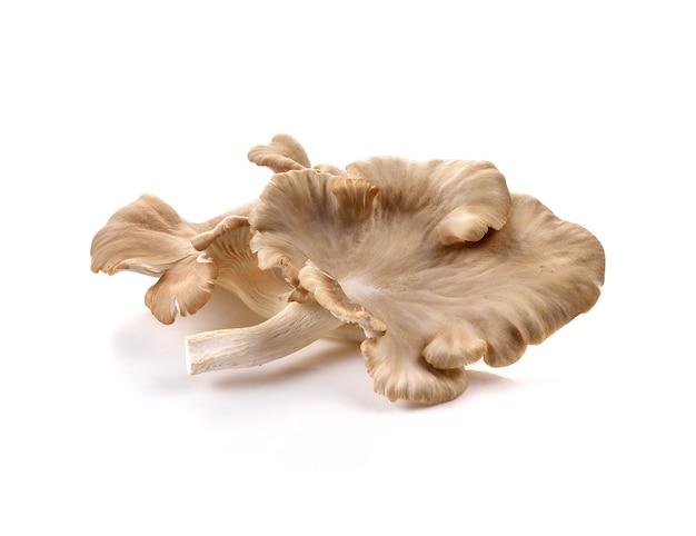 Oyster mushroom on white background