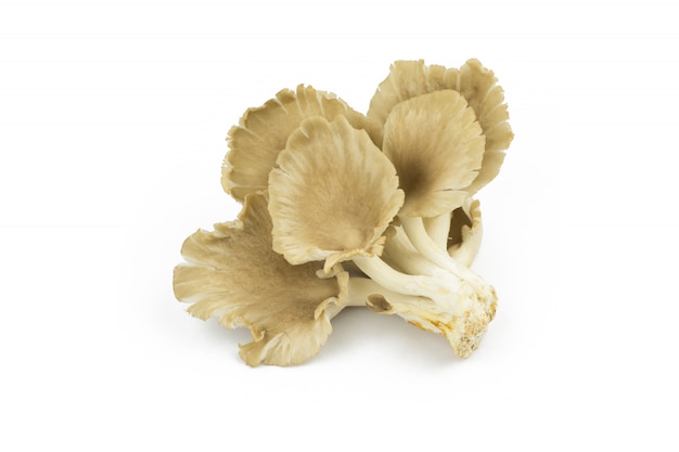 Oyster mushroom on white background