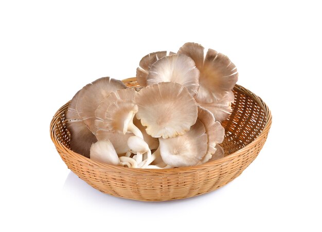 Oyster mushroom on white wall