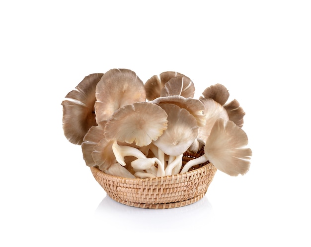 Oyster mushroom on white