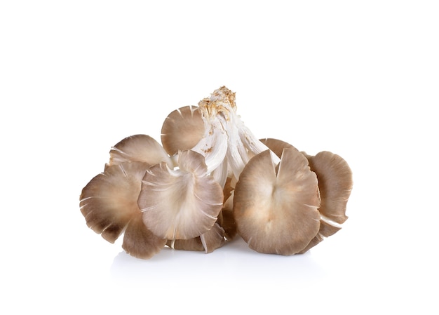 Oyster mushroom on white