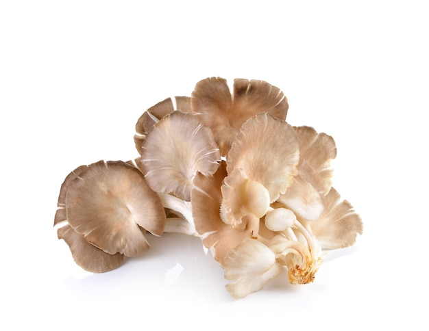 Oyster mushroom on white