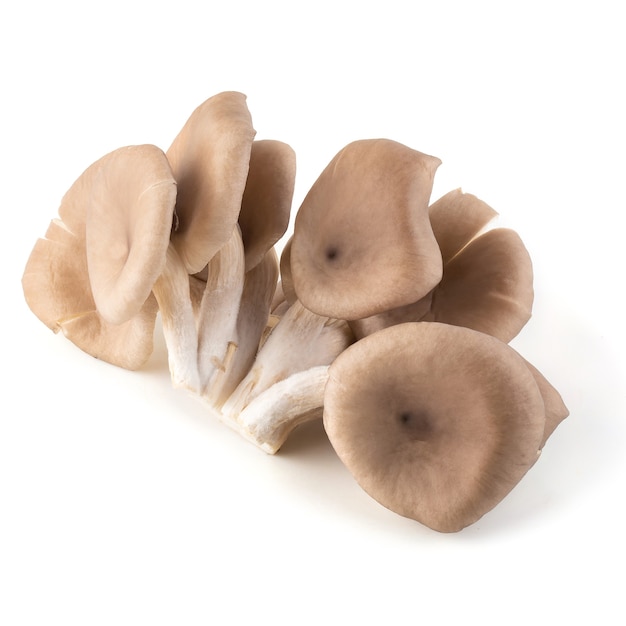 Oyster mushrooms for cooking isolated over white space