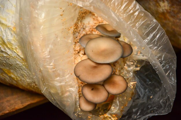 Mushroom Growing Bag