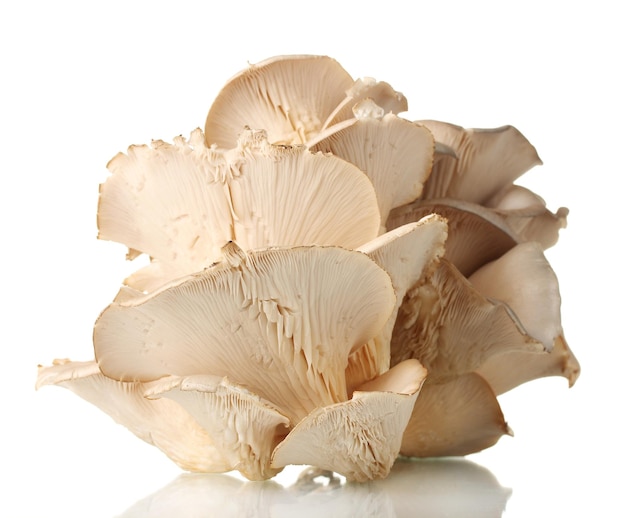 Oyster mushrooms isolated on white