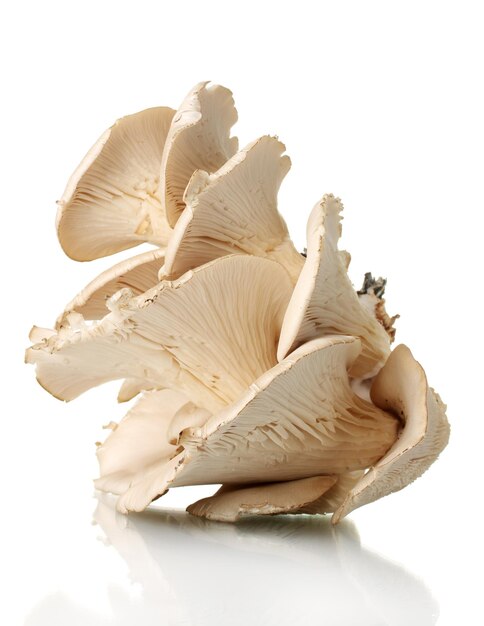 Oyster mushrooms isolated on white