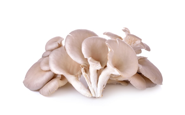 Oyster mushrooms on white background