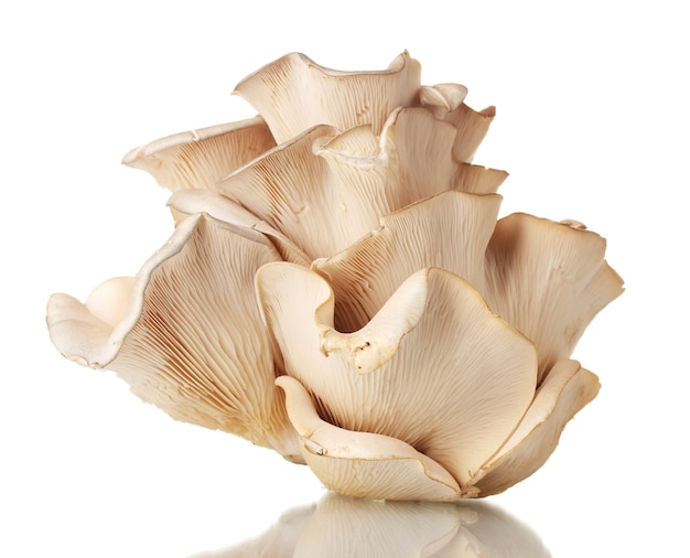 Oyster mushrooms on white