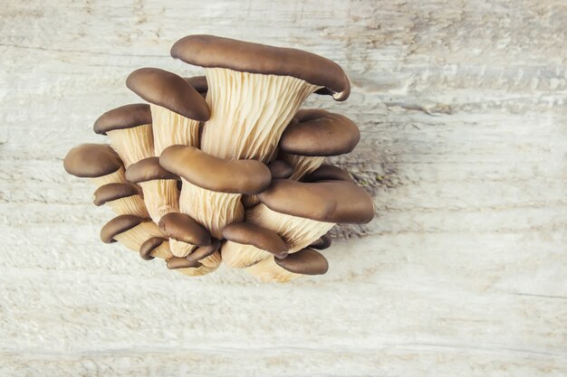 Oyster mushrooms on wooden background. Selective focus.