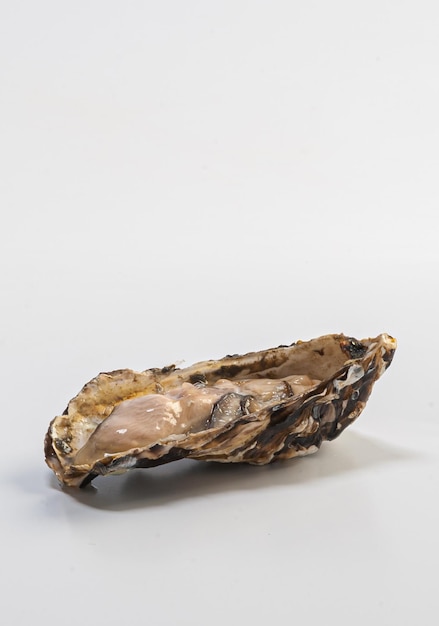 Oyster in natura photographed on white background