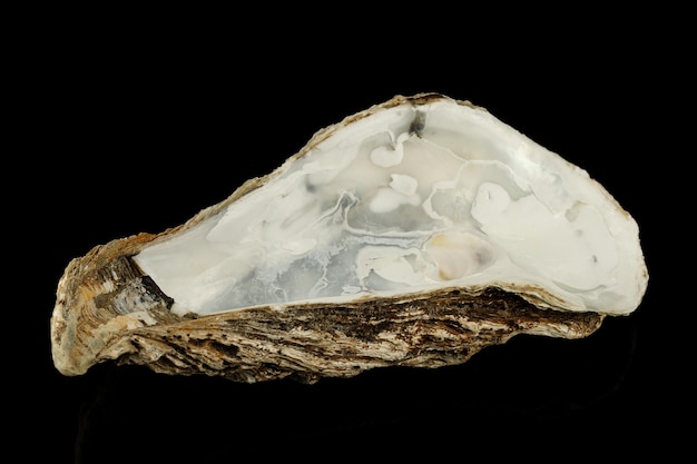 The oyster shell is empty