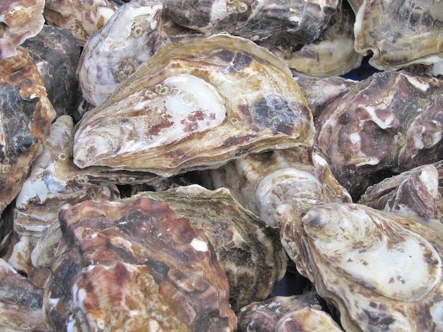 Oyster