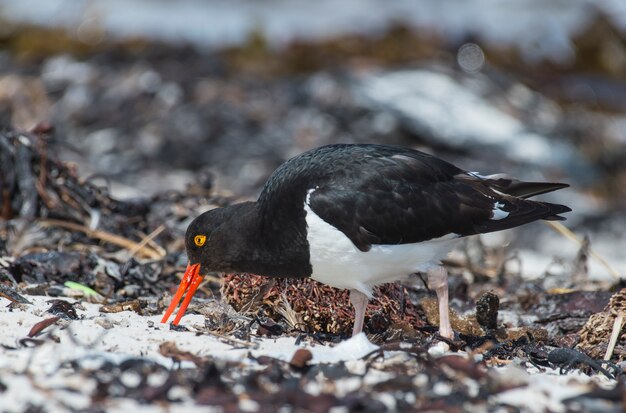 Oystercatcher on the beach