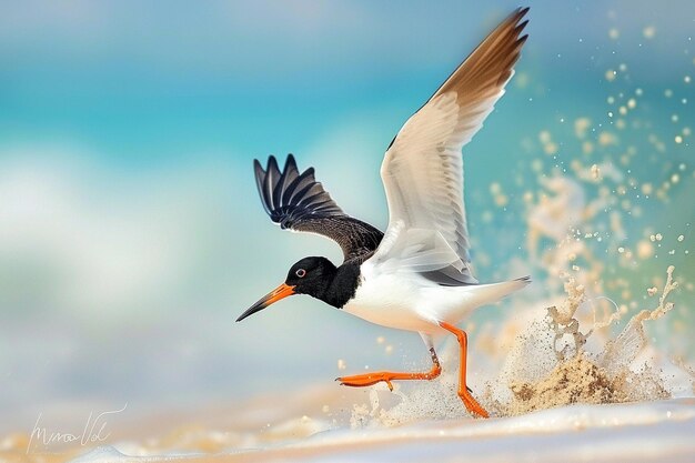 Photo oystercatcher probing sand bird watching