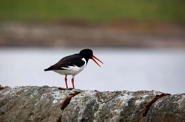 Oystercatchers on the moors