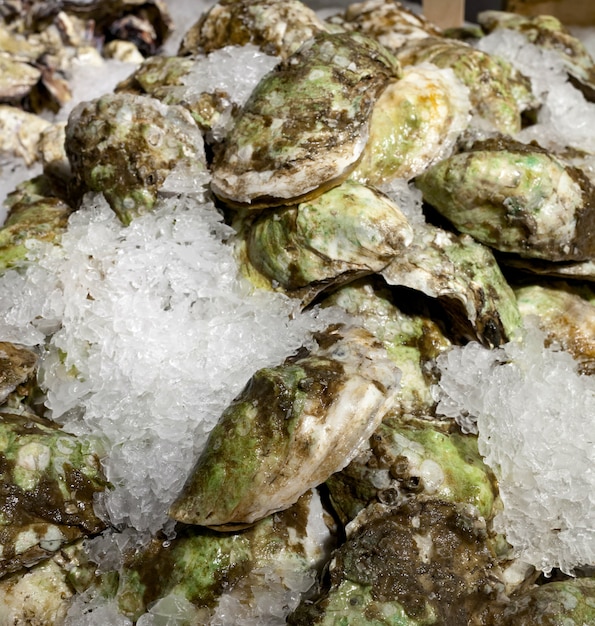 Oysters on ice for sale