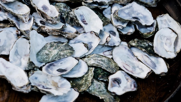 Oysters shells heap