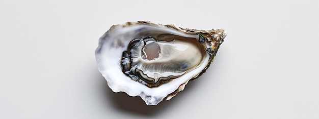 Oysters on a white background closeup